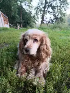 Русский лес - 68