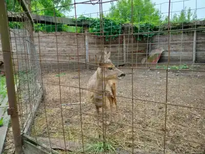Знаменская Богатырская Застава - 58