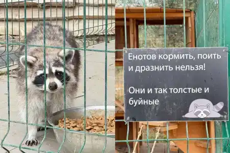 Родное гнездо - 19