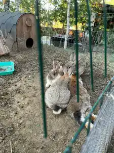 Магия леса - 9