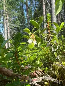 Глэмпинг Гиперборея - 61
