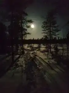 Compass Sosnovaya - 27