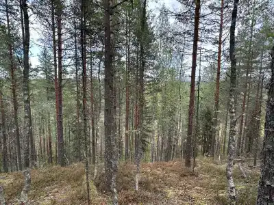 Бобровый берег - 7