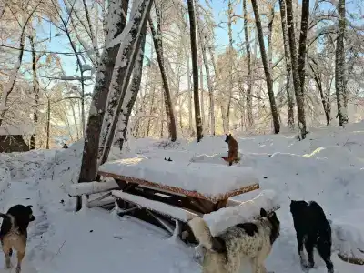 Лебедево озеро - 26