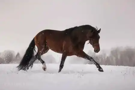Усадьба Сорочаны - 97