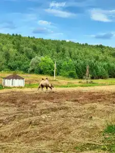 Целина - 26