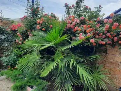 Мини-гостиница Гавайи - 38