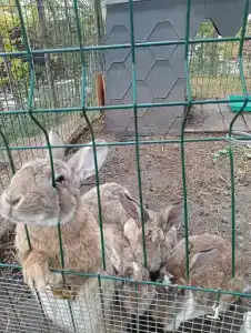 Магия леса - 76