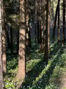 Девино - 8