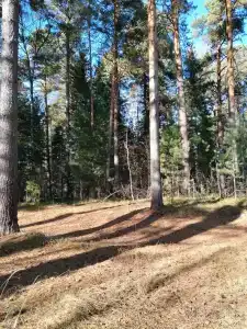 Малые Чертаны - 36