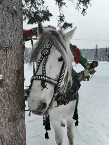 Сказка - 17