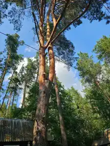 Селькин пруд - 36