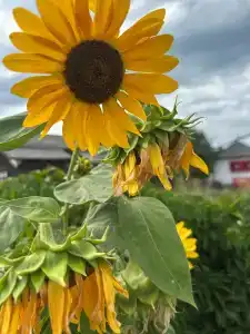 Клубный-дом-янтарь - 4