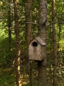 Сосны. Пространствие - 10