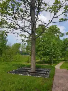 Березинская Дубрава - 23