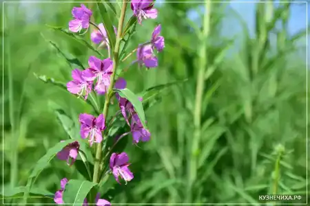 Экоферма и кемпинг Кузнечиха - 38