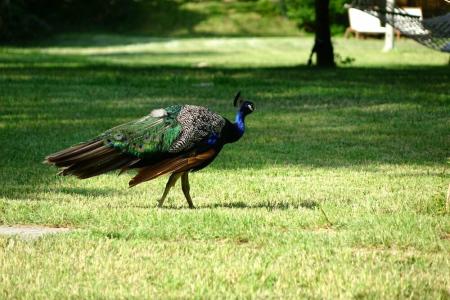 Golden Key Bordubet - 8