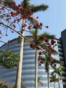 Intercontinental Shenzhen Dameisha Resort, an IHG - 16
