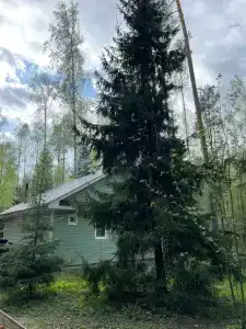 Лесовичок - 5