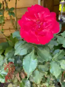 Азов Бриз - 66