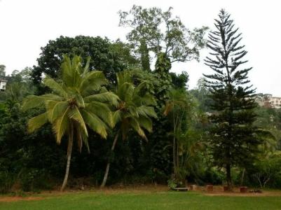 Sweet Cinnamon Kandy - 24