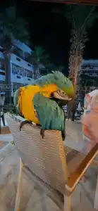 Aska Bayview Resort - All Inclusive - 36