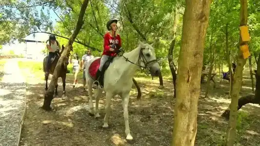 Сказочный лес - 52