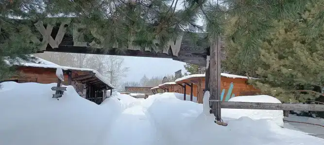 Золотой Полоз - 45