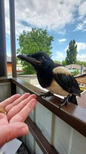 Добрый Дом - 52