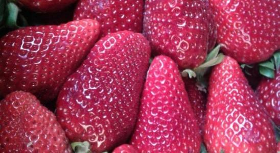 La Mimosa Case Vacanze - 33