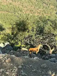 Naturella Apart - 18