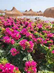 Sunrise Remal Resort - 17