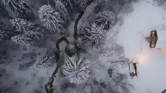 Хвойный Лес - 3