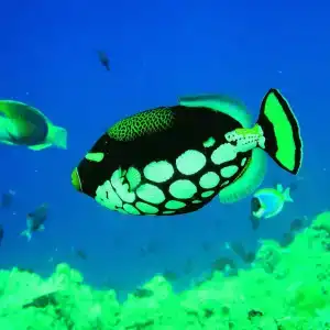 Biyadhoo Island Resort - 14