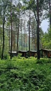 Lime Altay - 49