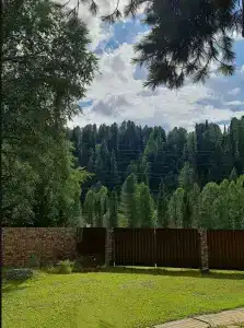 Шёпот Кедра - 2