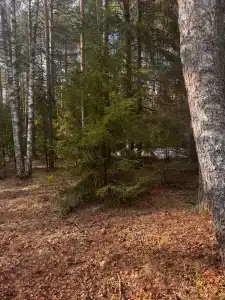 Три Метлы - 32