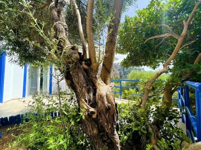 Lavanta Butik Otel Turunc - 43