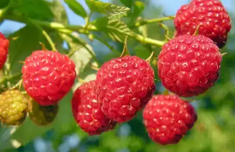 Челмужская усадьба - 11