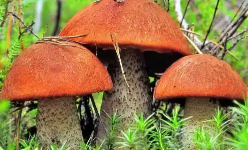 Челмужская усадьба - 14