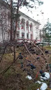 Сосновый бор - 29