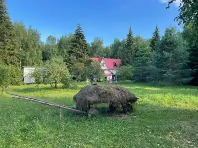 Подсолнухи - 37