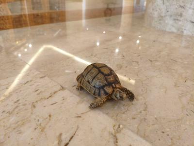 Old Palace Resort Sahl Hasheesh - 81