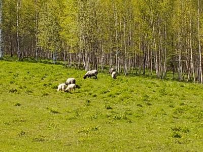 Крестьянская усадьба Тихонов хутор - 4