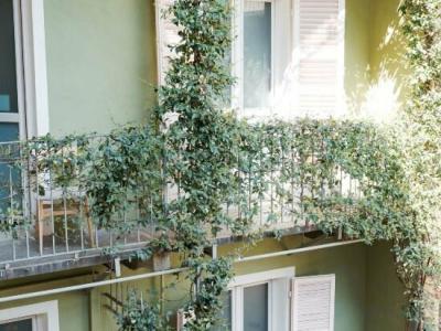 Tomato Backpackers - 31