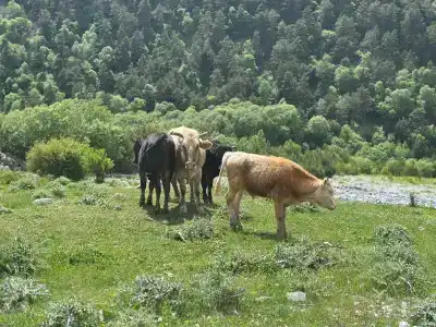 Balkaria House - 9