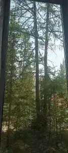 Forest camp - 24