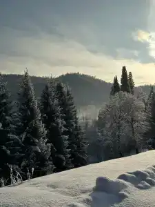 Липа Да Ива - 33
