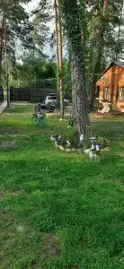 Тихий дворик - 2
