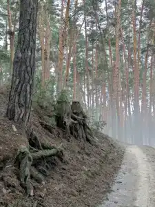 Михайлова Слобода - 19